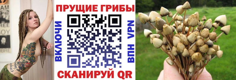 Купить закладки  Ржев  Псилоцибиновые грибы Cubensis 